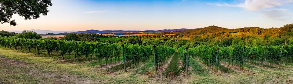 I vigneti di Castello Monte Vibiano