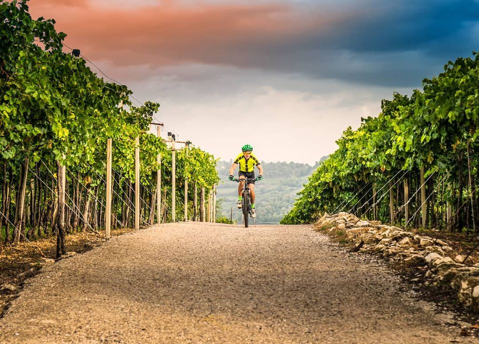 ciclista tra le vigne di Montevibiano
